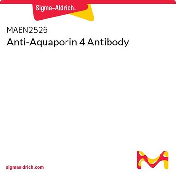 Anti-Aquaporin 4 Antibody