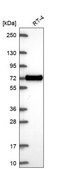 Anti-XKR6 antibody produced in rabbit Prestige Antibodies® Powered by Atlas Antibodies, affinity isolated antibody