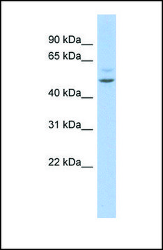 Anti-MEF2C antibody produced in rabbit affinity isolated antibody