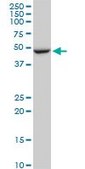 Monoclonal Anti-FBXL3, (N-terminal) antibody produced in mouse clone 1A3, purified immunoglobulin, buffered aqueous solution