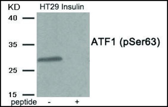 Anti-phospho-ATF1 (pSer63) antibody produced in rabbit affinity isolated antibody