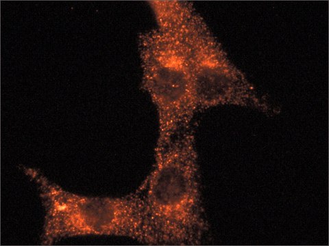 Anti-Rab14 (C-terminal) antibody produced in rabbit ~1.0&#160;mg/mL, affinity isolated antibody, buffered aqueous solution