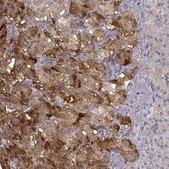 Anti-PCSK2 antibody produced in rabbit Prestige Antibodies® Powered by Atlas Antibodies, affinity isolated antibody, buffered aqueous glycerol solution