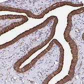 Anti-CTTN antibody produced in rabbit Prestige Antibodies® Powered by Atlas Antibodies, affinity isolated antibody, buffered aqueous glycerol solution