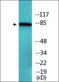 Anti-phospho-CD71/TfR (pSer24) antibody produced in rabbit affinity isolated antibody
