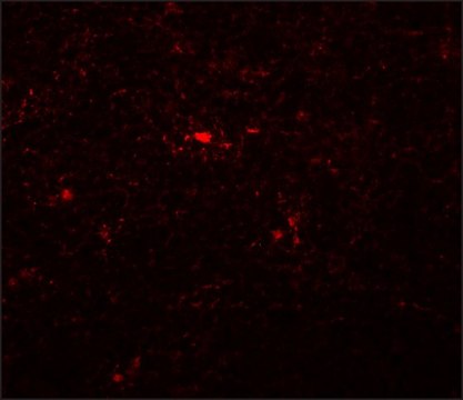 Anti-NAT11 antibody produced in rabbit affinity isolated antibody, buffered aqueous solution