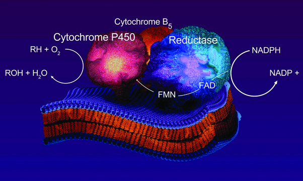 细胞色素 b 5 人 recombinant, expressed in E. coli (histidine-tagged), &#8805;90% (SDS-PAGE)