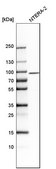 Anti-STON1 antibody produced in rabbit Prestige Antibodies® Powered by Atlas Antibodies, affinity isolated antibody, buffered aqueous glycerol solution