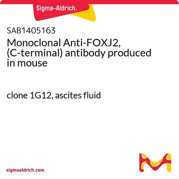 Monoclonal Anti-FOXJ2, (C-terminal) antibody produced in mouse clone 1G12, ascites fluid