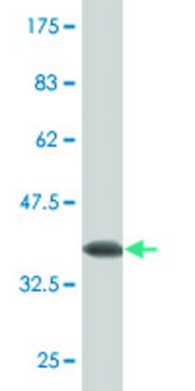 Monoclonal Anti-CLDN16, (N-terminal) antibody produced in mouse clone 1F2, purified immunoglobulin, buffered aqueous solution