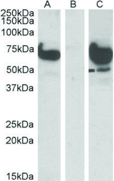 Anti-EPM2AIP1 (N-terminal) antibody produced in goat affinity isolated antibody, buffered aqueous solution