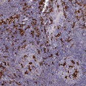 Anti-AIF1 antibody produced in rabbit Prestige Antibodies® Powered by Atlas Antibodies, affinity isolated antibody, buffered aqueous glycerol solution