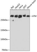 Anti-ATM antibody produced in rabbit