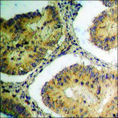Anti-phospho-GTPase Activating Protein (pSer387) antibody produced in rabbit affinity isolated antibody
