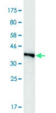 Monoclonal Anti-FMN2, (C-terminal) antibody produced in mouse clone 1C2, purified immunoglobulin, buffered aqueous solution