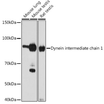 Anti-Dynein intermediate chain 1 Antibody, clone 4Y6Q1, Rabbit Monoclonal