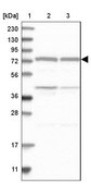 Anti-CPSF3 antibody produced in rabbit Prestige Antibodies® Powered by Atlas Antibodies, affinity isolated antibody, buffered aqueous glycerol solution