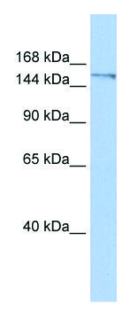 兔抗-POLQ（C端）抗体 affinity isolated antibody