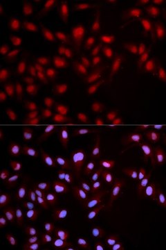 Anti-Phospho-MET-Y1349 antibody produced in rabbit