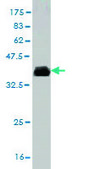 Monoclonal Anti-TSPAN32 antibody produced in mouse clone 2B4, purified immunoglobulin, buffered aqueous solution