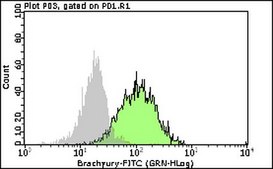 Milli-Mark® 抗-Brachyury-FITC 抗体（克隆 3E4.2） clone 3E4.2, Milli-Mark®, from mouse