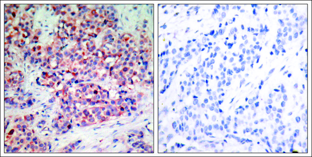 Anti-PTEN (Ab-370) antibody produced in rabbit affinity isolated antibody