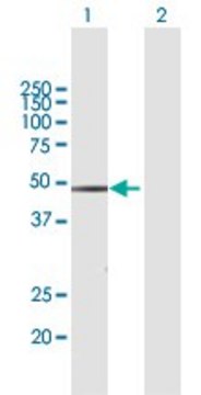 Anti-WWP2 antibody produced in mouse purified immunoglobulin, buffered aqueous solution