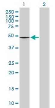 Anti-CD177 antibody produced in mouse purified immunoglobulin, buffered aqueous solution