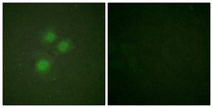 Anti-NIFK antibody produced in rabbit affinity isolated antibody