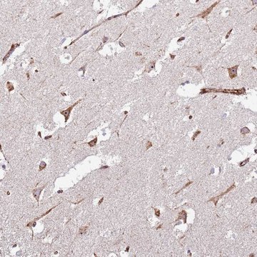 Anti-KRI1 antibody produced in rabbit Prestige Antibodies&#174; Powered by Atlas Antibodies, affinity isolated antibody, buffered aqueous glycerol solution