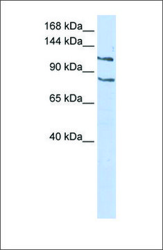 Anti-CEBPZ antibody produced in rabbit affinity isolated antibody