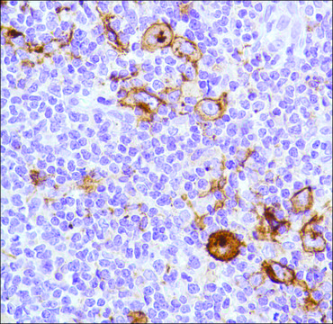 Anti-CD15 antibody, Rabbit monoclonal clone SP159, recombinant, expressed in proprietary host, affinity isolated antibody