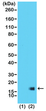 Anti-Trimethyl-Histone H3 (Lys27) antibody, Rabbit monoclonal recombinant, expressed in HEK 293 cells, clone RM175, purified immunoglobulin