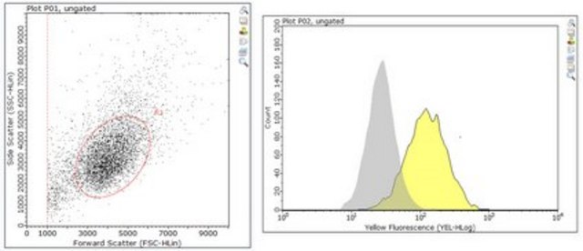 Anti-CEP192 from rabbit