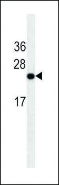 MONOCLONAL ANTI-GLUCAGON antibody produced in mouse clone 329CT36.10.10, crude ascites, buffered aqueous solution