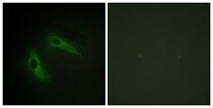 Anti-KCIP1 antibody produced in rabbit affinity isolated antibody