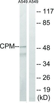 Anti-CPM antibody produced in rabbit affinity isolated antibody