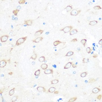 Anti-TCTP/TPT1 antibody produced in rabbit