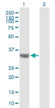 Anti-TBC1D3 antibody produced in mouse purified immunoglobulin, buffered aqueous solution