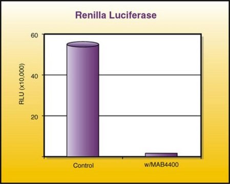 Anti-Renilla Luciferase Antibody, clone 5B11.2 ascites fluid, clone 5B11.2, Chemicon&#174;