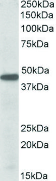 Anti-PBX1 antibody produced in goat affinity isolated antibody, buffered aqueous solution