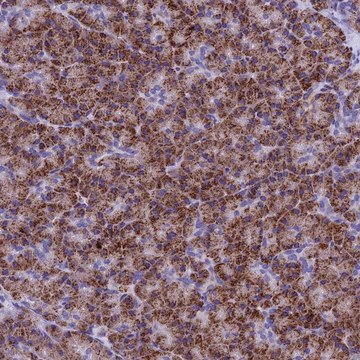 Anti-SLC8B1 antibody produced in rabbit Prestige Antibodies&#174; Powered by Atlas Antibodies, affinity isolated antibody, buffered aqueous glycerol solution