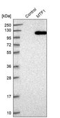 Anti-MTF1 antibody produced in rabbit Prestige Antibodies® Powered by Atlas Antibodies, affinity isolated antibody, buffered aqueous glycerol solution, ab2