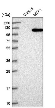 Anti-MTF1 antibody produced in rabbit Prestige Antibodies&#174; Powered by Atlas Antibodies, affinity isolated antibody, buffered aqueous glycerol solution, ab2