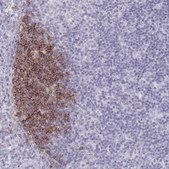 Anti-CD37 antibody produced in rabbit Prestige Antibodies® Powered by Atlas Antibodies, affinity isolated antibody, buffered aqueous glycerol solution