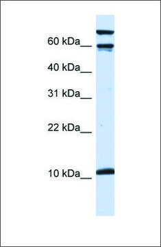 Anti-GAL antibody produced in rabbit affinity isolated antibody