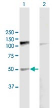 Anti-PDE7B antibody produced in mouse purified immunoglobulin, buffered aqueous solution