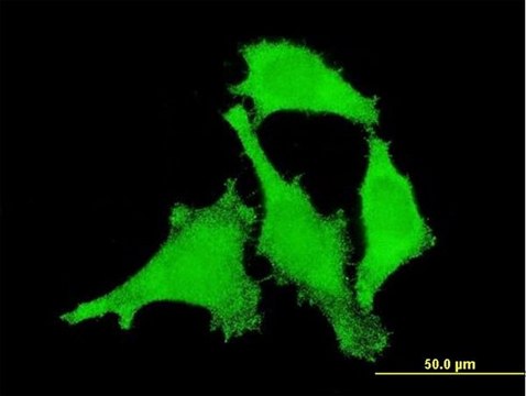 Monoclonal Anti-ANKRD17, (C-terminal) antibody produced in mouse clone 1D12, purified immunoglobulin, buffered aqueous solution