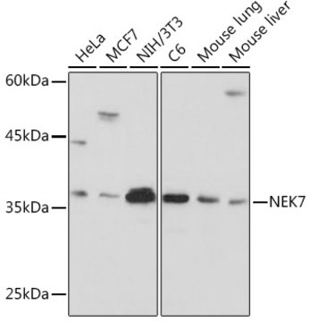 Anti-NEK7 Antibody, clone 7Y3B10, Rabbit Monoclonal