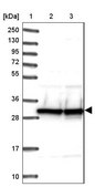 Anti-SNRPA antibody produced in rabbit Prestige Antibodies® Powered by Atlas Antibodies, affinity isolated antibody, buffered aqueous glycerol solution